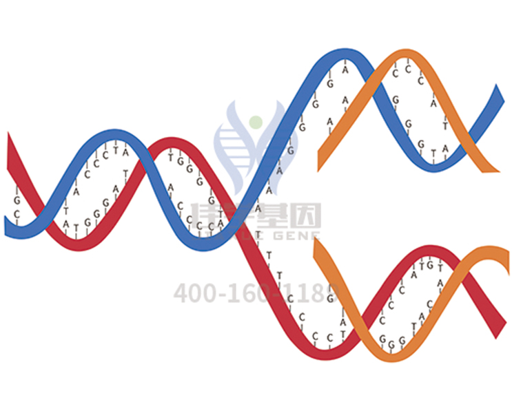 【佳學基因檢測】<font color='red'><font color='red'>乳清</font>酸</font>尿癥基因解碼、基因檢測的報告有人解讀嗎？