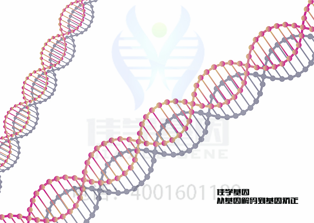 【佳學(xué)基因檢測】如何做<font color='red'><font color='red'>Alagille</font></font>綜合征基因解碼、基因檢測？