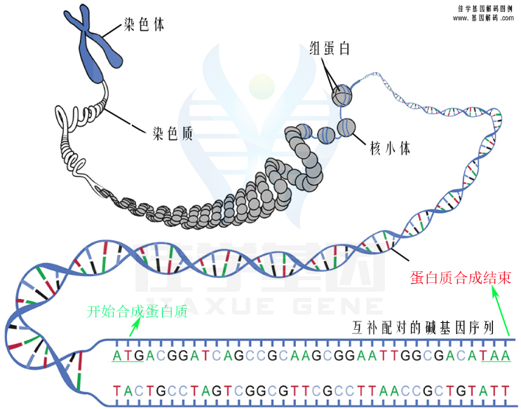 【佳學(xué)基因檢測】低鎂血癥6腎臟型基因解碼、<a href=http://m.njxld.com/tk/jiema/cexujishu/2021/31933.html>基因檢測</a>報告看得懂嗎？