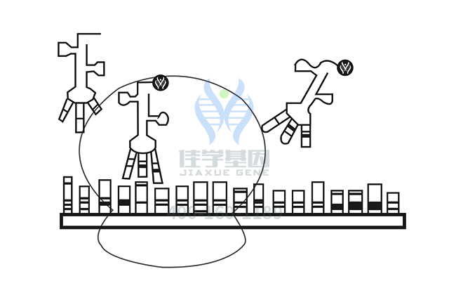 【佳學(xué)基因檢測】做耳聾常染色體顯性71型基因解碼、<a href=http://m.njxld.com/tk/jiema/cexujishu/2021/31933.html>基因檢測</a>方便嗎？