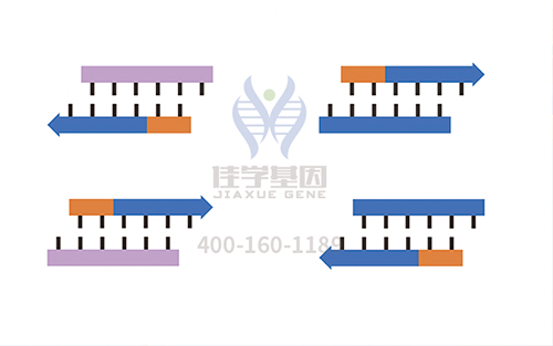 【佳學(xué)基因檢測】怎樣選擇耳聾X連鎖1型基因解碼、<a href=http://m.njxld.com/tk/jiema/cexujishu/2021/31933.html>基因檢測</a>？