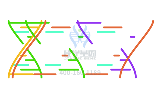 【佳學(xué)基因檢測(cè)】如何做脛前大皰性表皮松解癥常染色體隱性遺傳基因解碼、<a href=http://m.njxld.com/tk/jiema/cexujishu/2021/31933.html>基因檢測(cè)</a>？