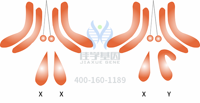選擇佳學基因，