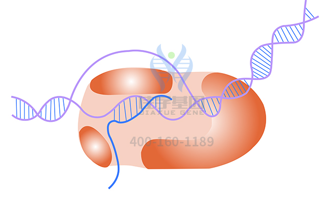 【佳學(xué)基因檢測】甲狀腺發(fā)育異常1基因解碼、<a href=http://m.njxld.com/tk/jiema/cexujishu/2021/31933.html>基因檢測</a>報告時間是一樣的嗎？