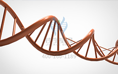 【佳學(xué)基因檢測】怎么做常染色體隱性廣泛性甲狀腺激素抵抗基因解碼、<a href=http://m.njxld.com/tk/jiema/cexujishu/2021/31933.html>基因檢測</a>?