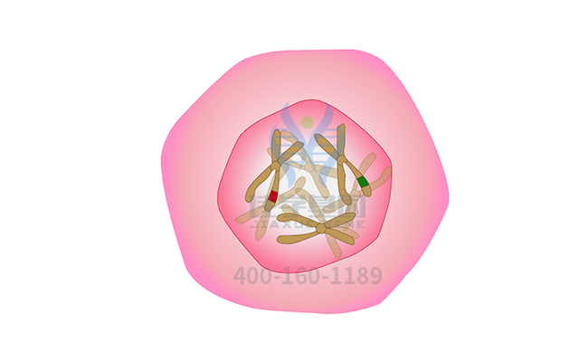【佳學(xué)基因檢測】腦瘤-息肉綜合征2型基因解碼、<a href=http://m.njxld.com/tk/jiema/cexujishu/2021/31933.html>基因檢測</a>有什么用？
