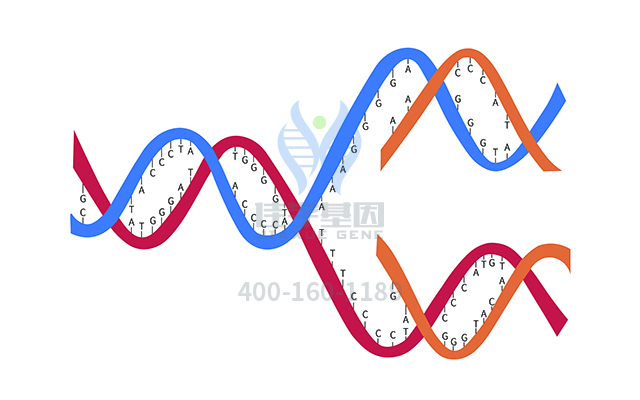 【佳學(xué)基因檢測】做先進(jìn)扭轉(zhuǎn)性室速基因解碼、<a href=http://m.njxld.com/tk/jiema/cexujishu/2021/31933.html>基因檢測</a>需要多少錢？
