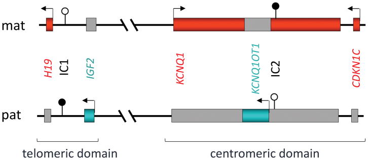 BWS<a href=http://m.njxld.com/tk/jiema/cexujishu/2021/31933.html>基因檢測</a>與分子診斷